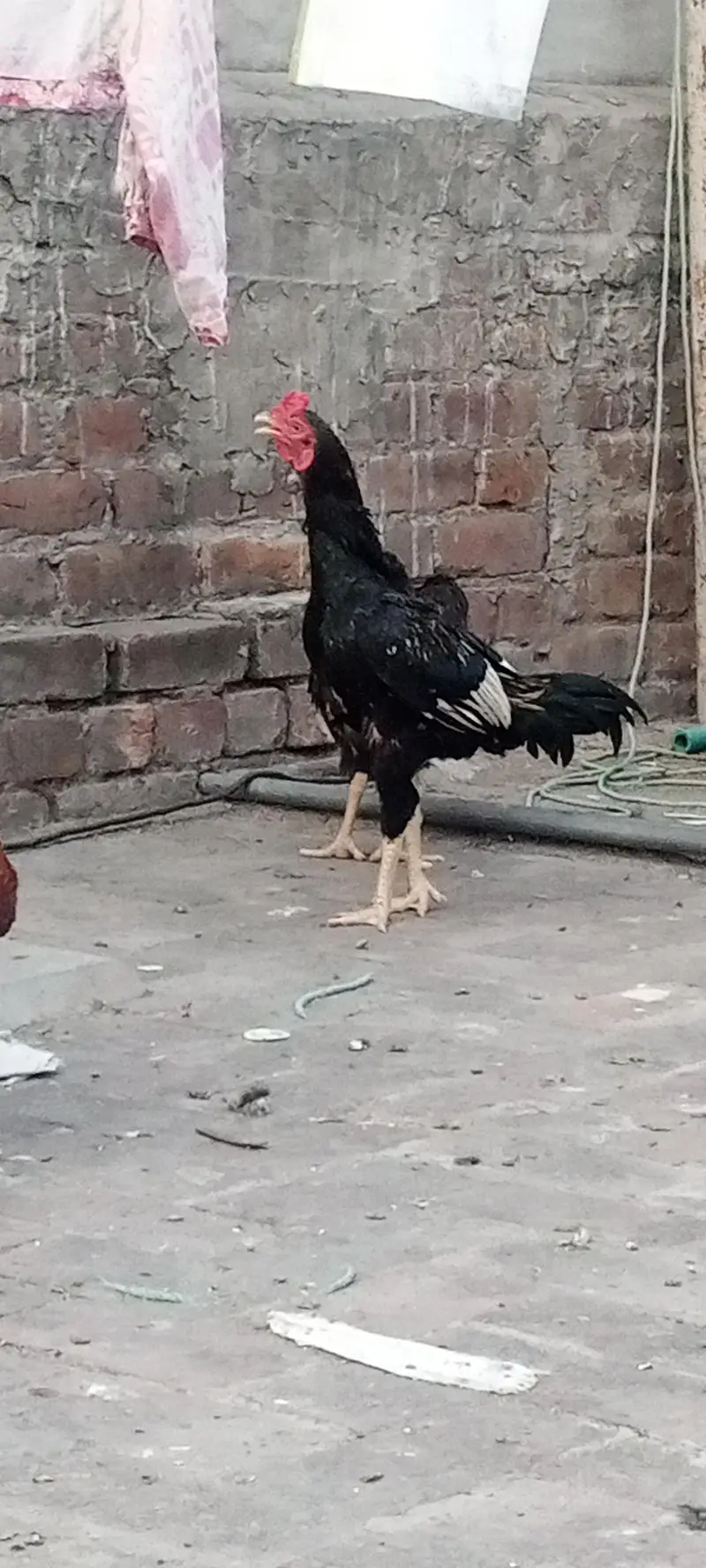 Aseel chicks and Big birds are also available. — photo 2