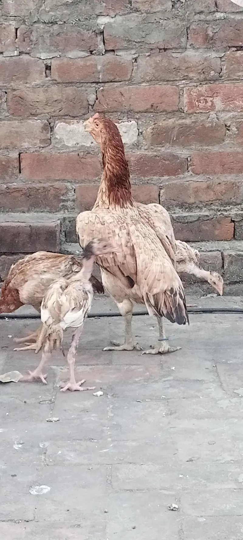 Aseel chicks and Big birds are also available. — photo 3