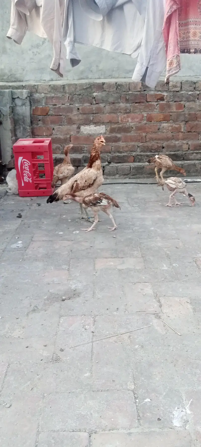 Aseel chicks and Big birds are also available. — photo 4