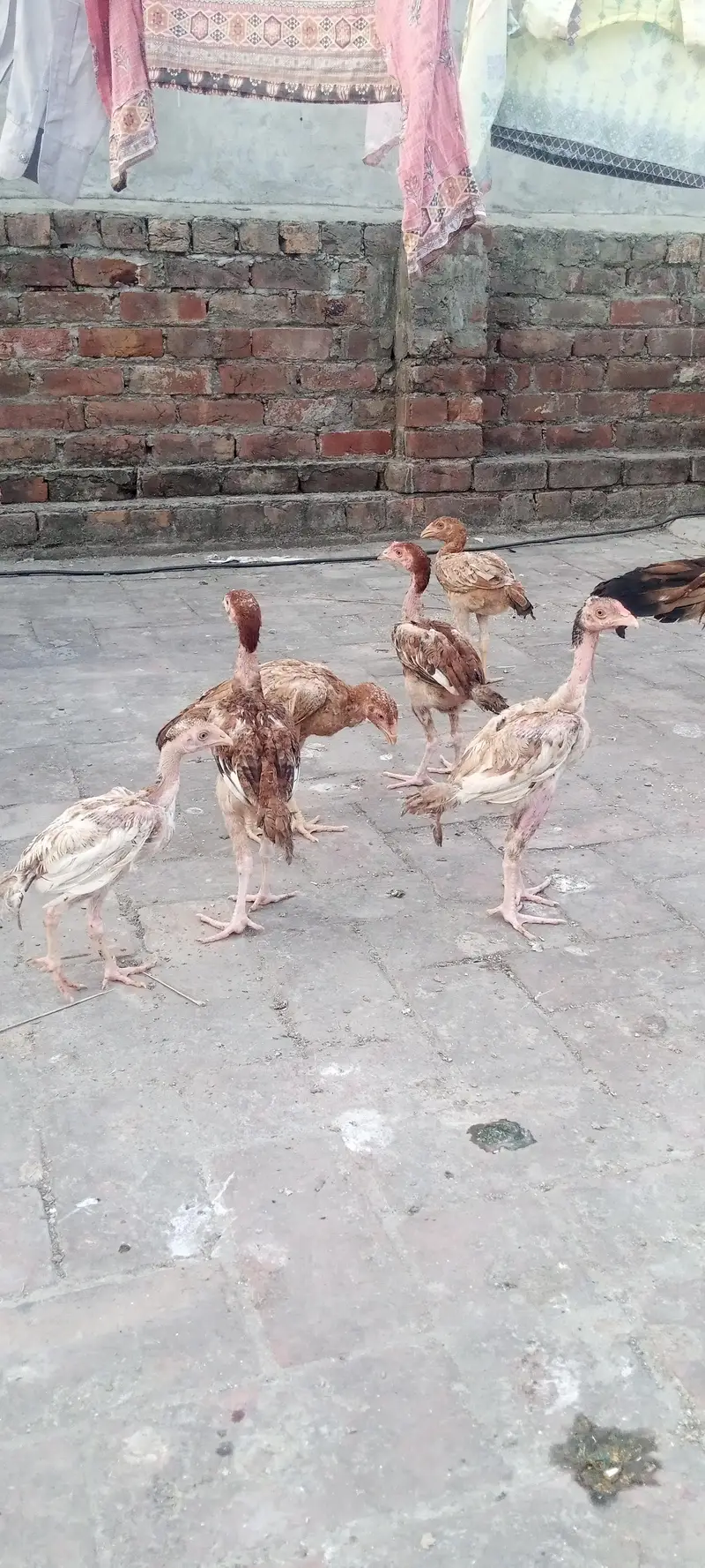 Aseel chicks and Big birds are also available. — photo 5