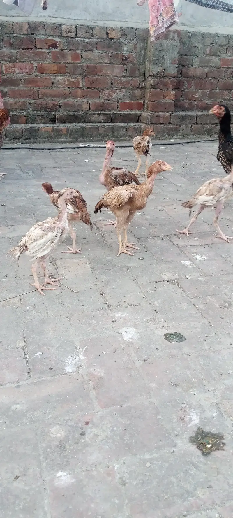 Aseel chicks and Big birds are also available. — photo 6