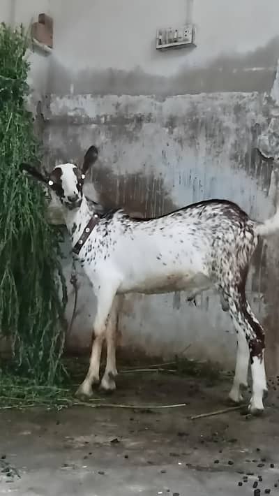 munda barbari bakra