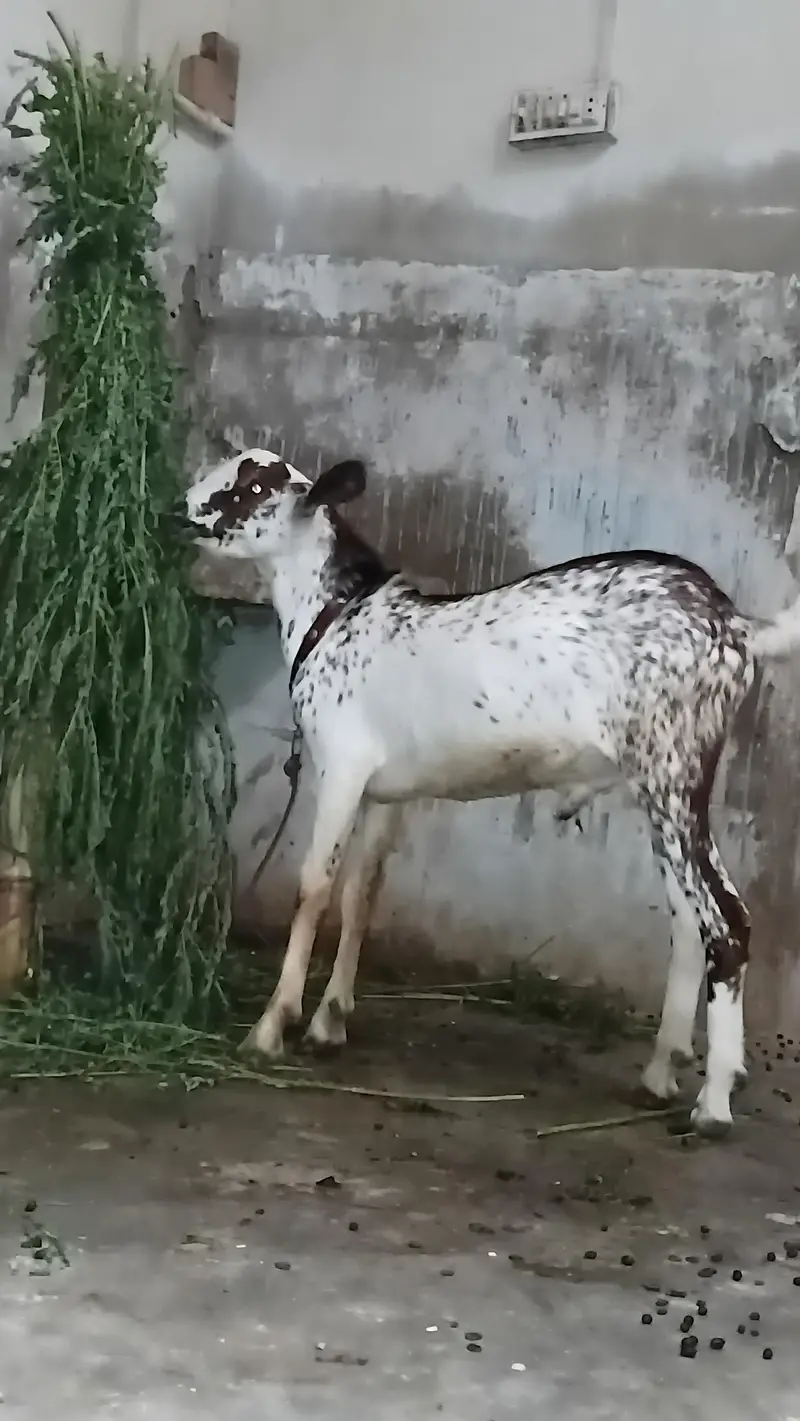 munda barbari bakra — photo 2