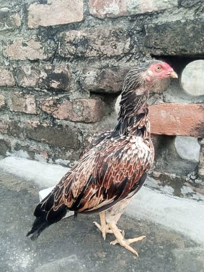 Top quality mainwali amroha jawai 0size madi 03125493963 WhatsApp
