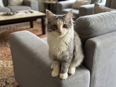 Persian Kitten Double Coat