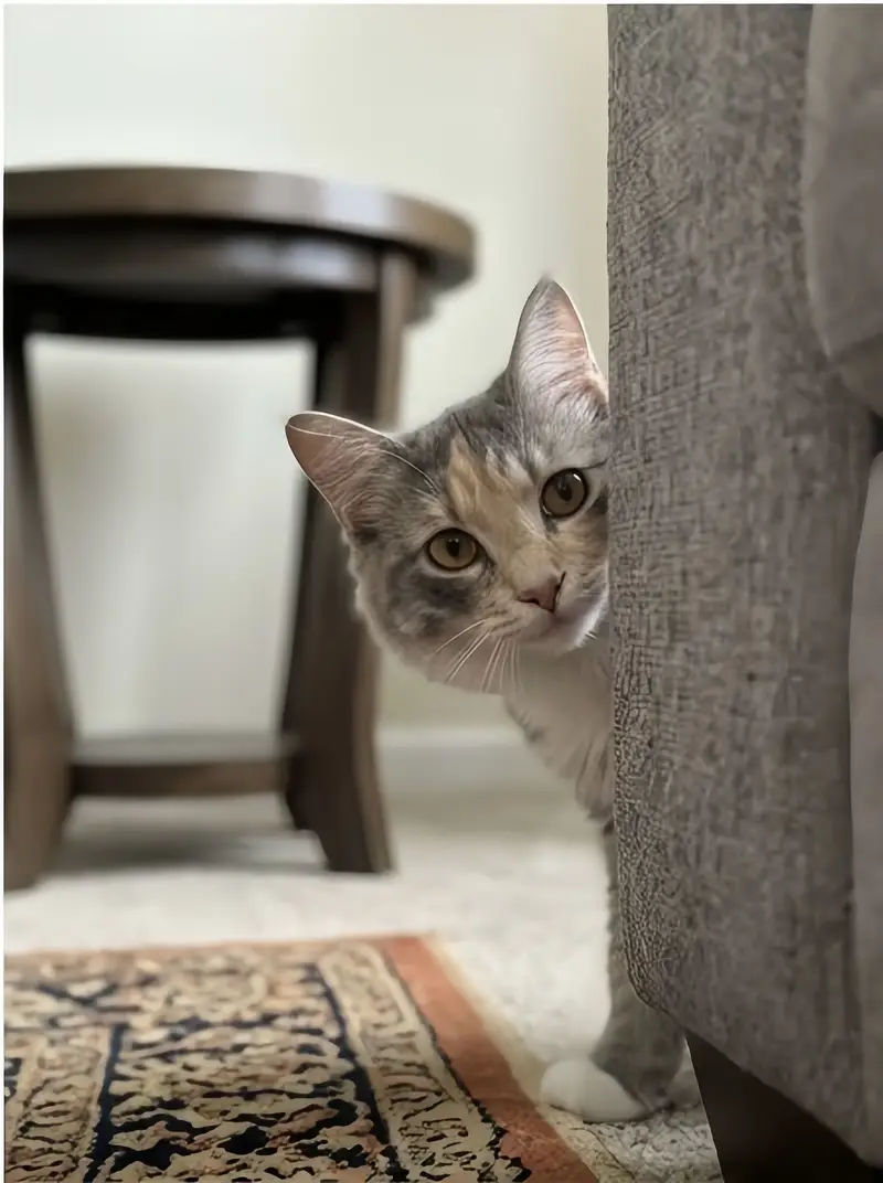 Persian Kitten Double Coat — photo 4