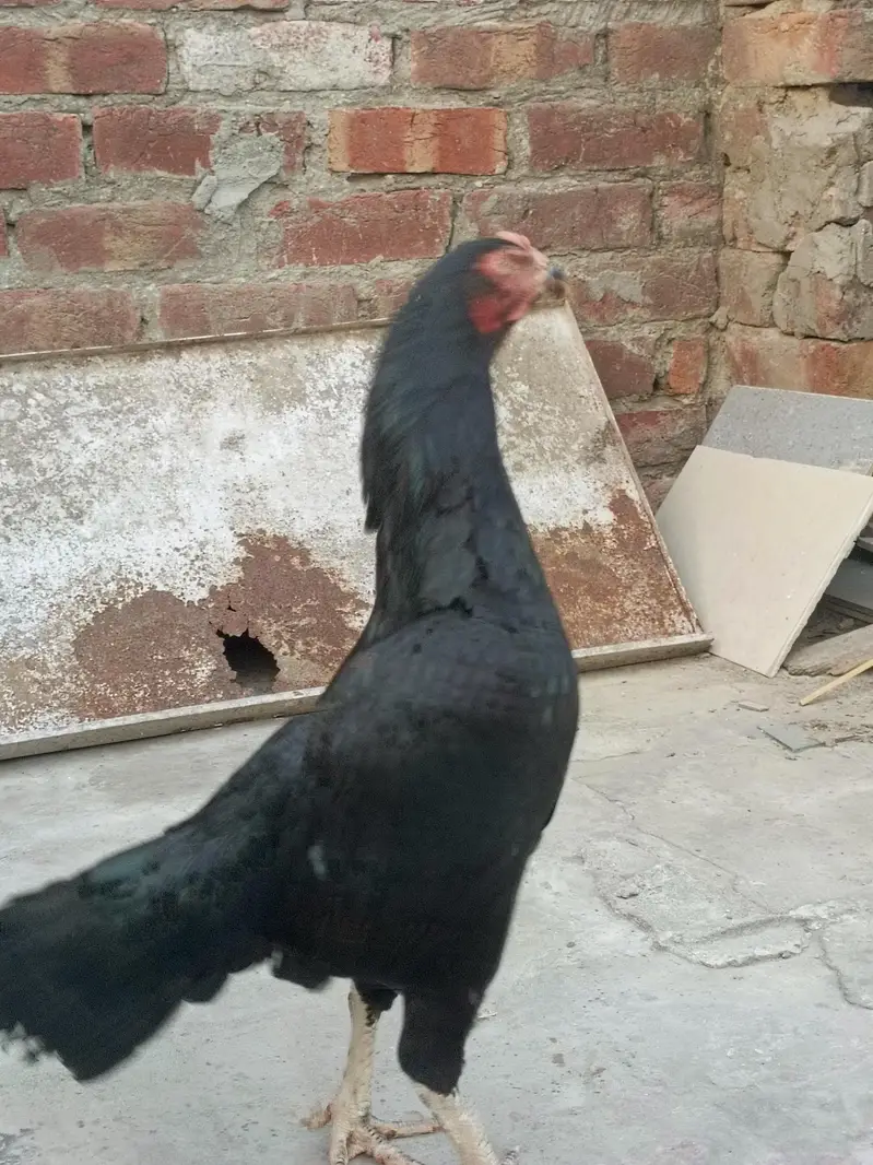 muskhi Murgi breader — photo 2