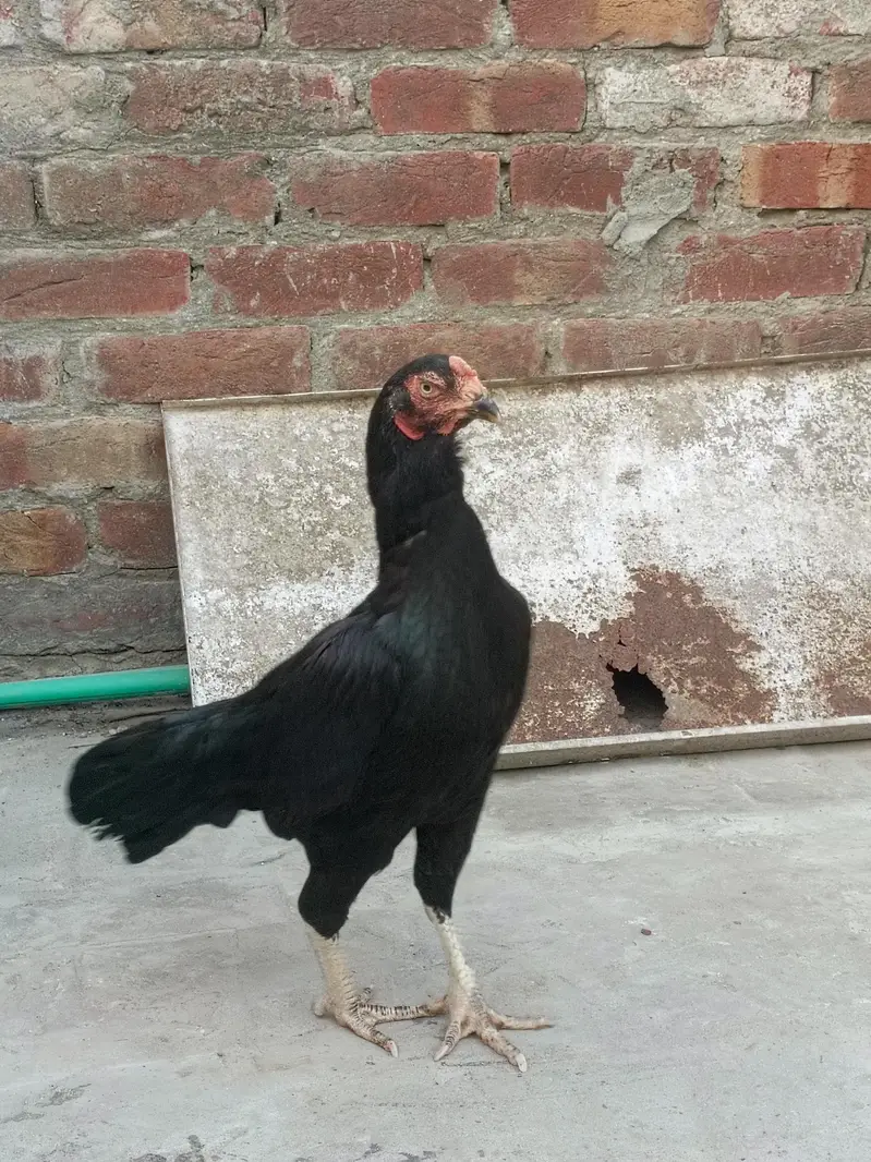 muskhi Murgi breader — photo 3