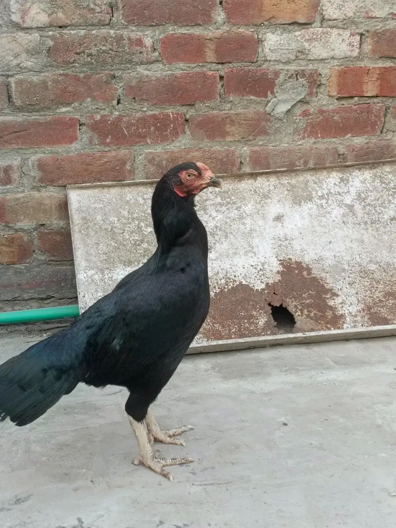 muskhi Murgi breader — photo 4