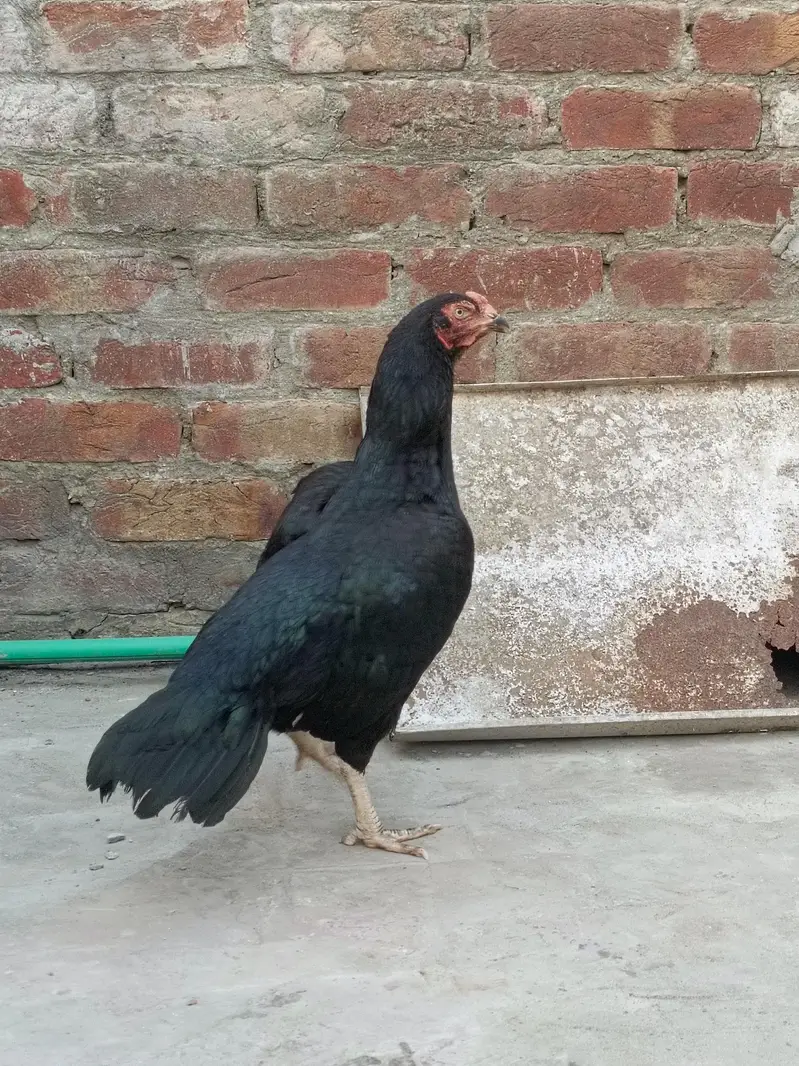 muskhi Murgi breader — photo 5