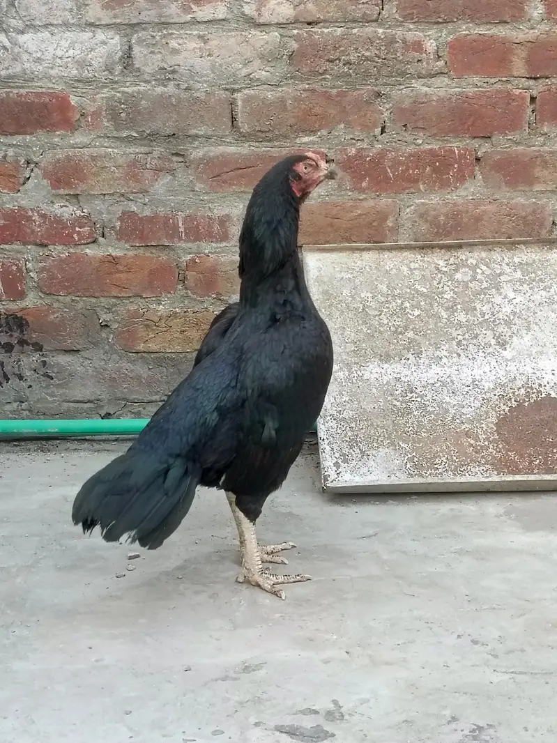 muskhi Murgi breader — photo 6