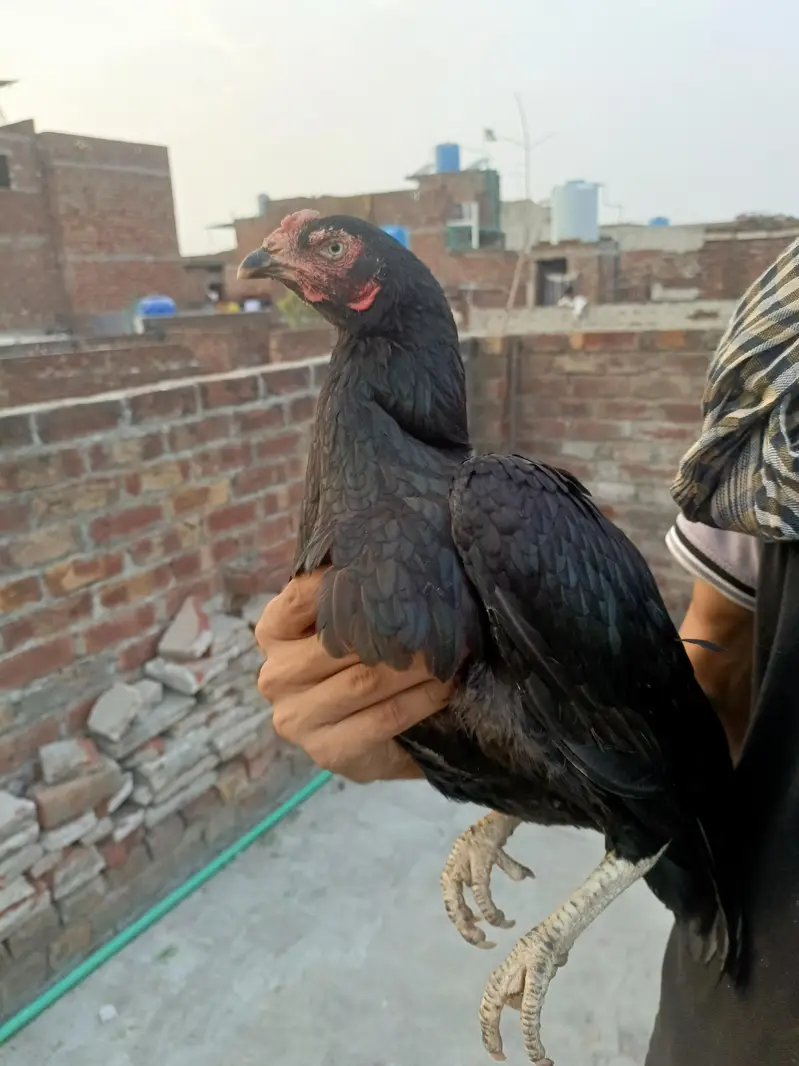 muskhi Murgi breader — photo 7