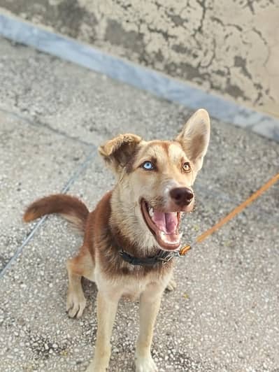 husky cross