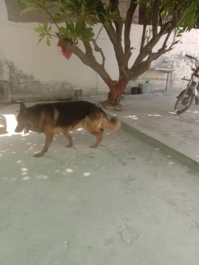 German shepherd baby friendly house dog