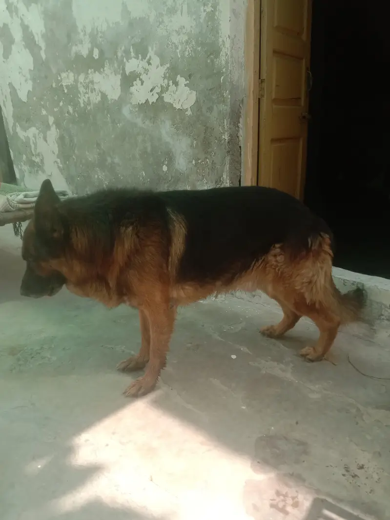 German shepherd baby friendly house dog — photo 2