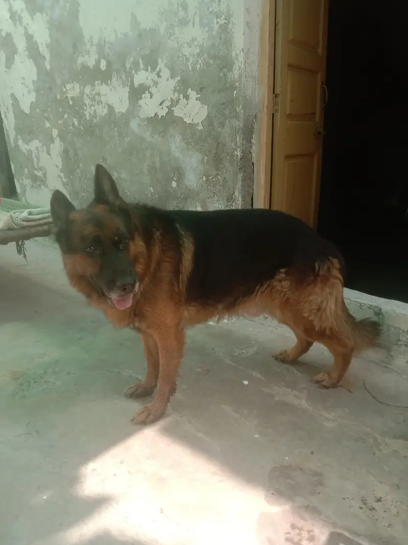 German shepherd baby friendly house dog — photo 3