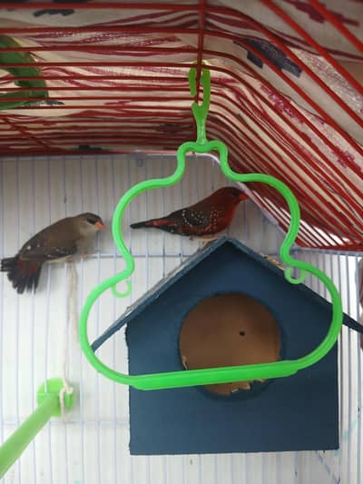 strawberry finches / Lal pair available for sale