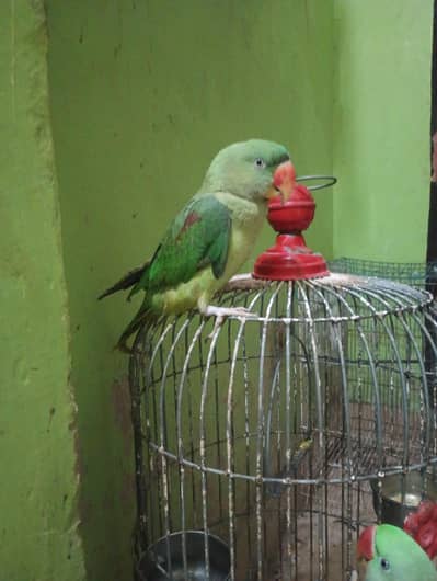 Pahari parrot