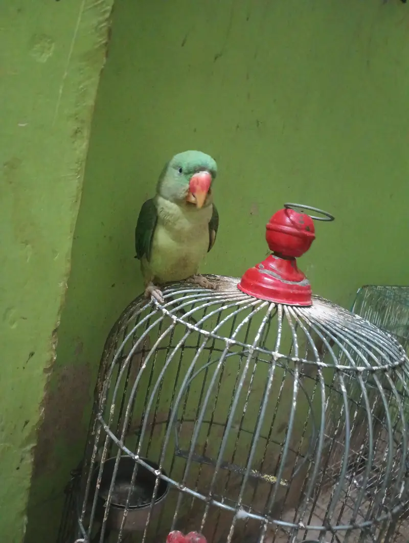 Pahari parrot — photo 2