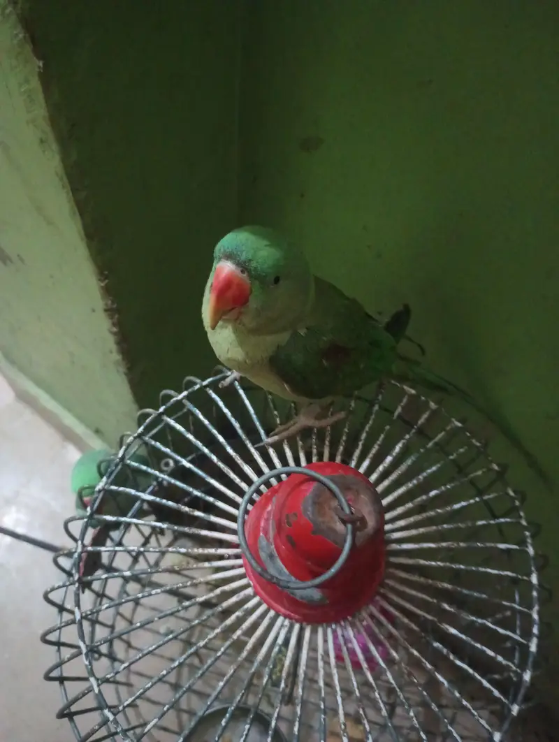 Pahari parrot — photo 3
