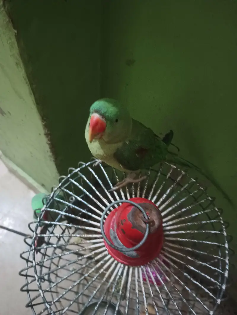 Pahari parrot — photo 4