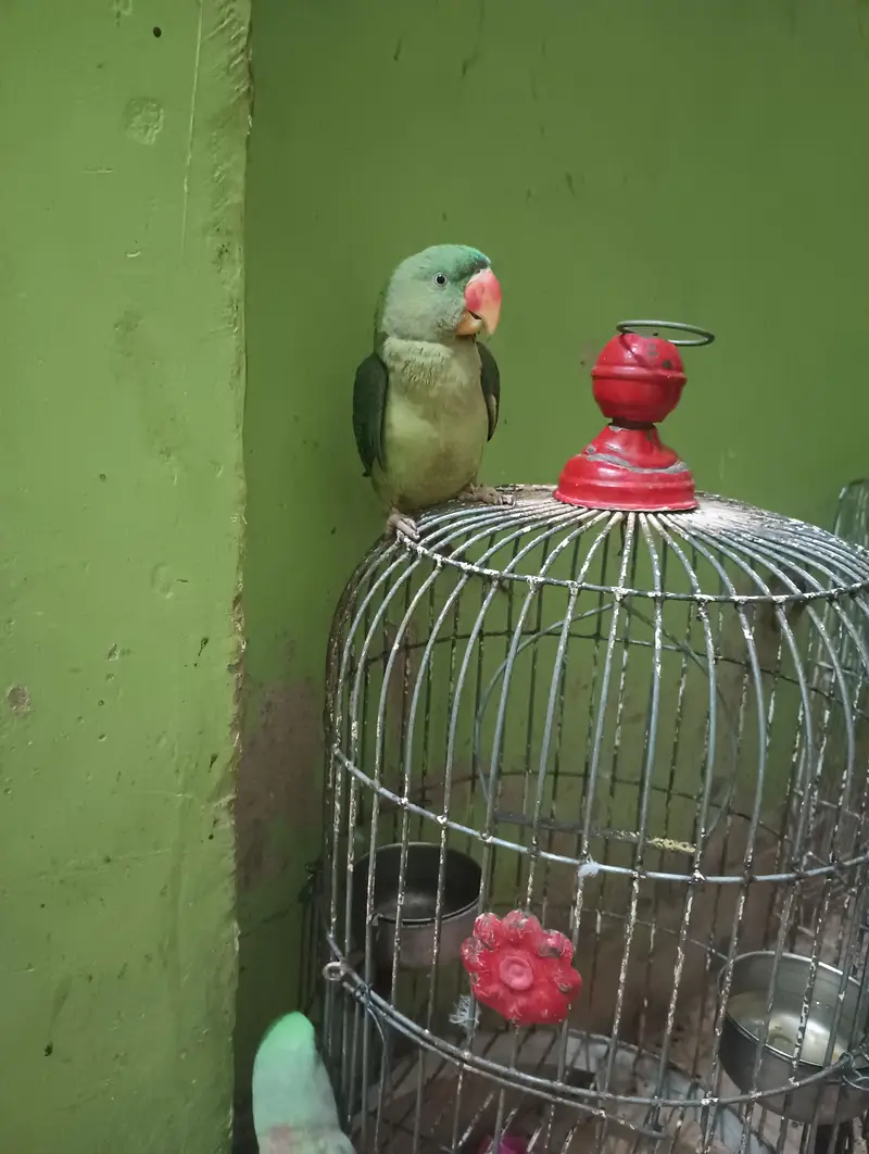 Pahari parrot — photo 5