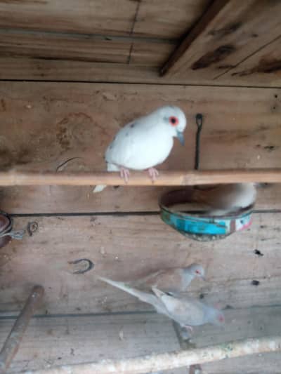 Red Doves