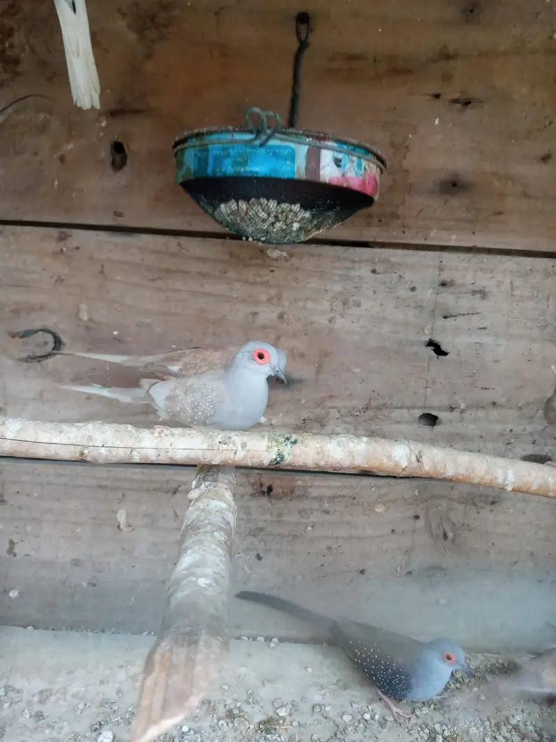 Red Doves — photo 2