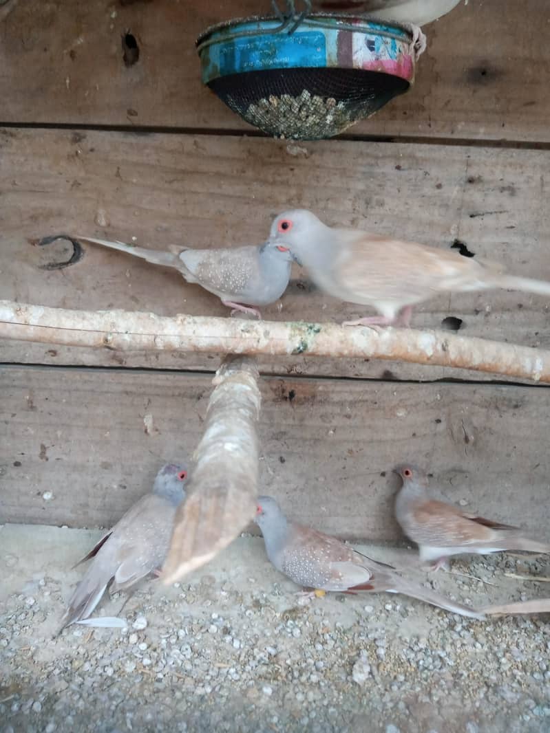 Red Doves 2