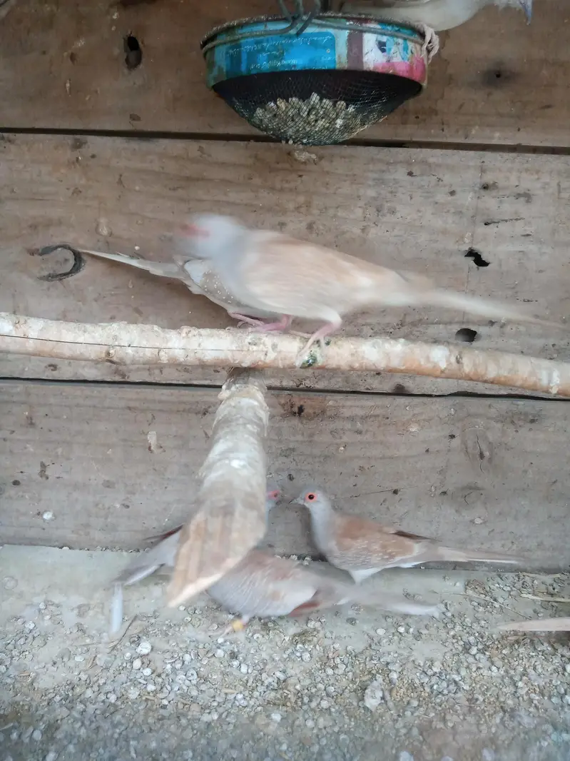 Red Doves — photo 4
