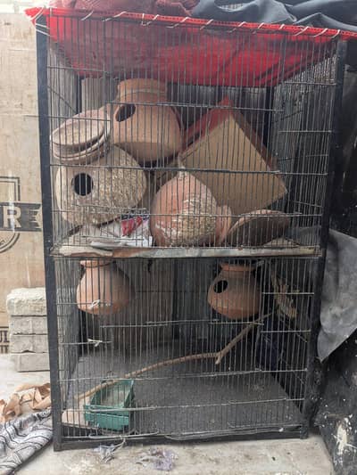 birds and hen cage
