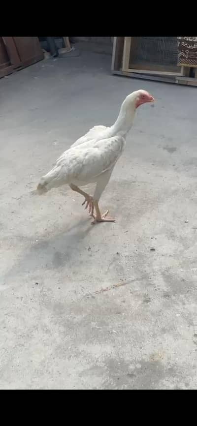 1 piece white shamoo look like female
