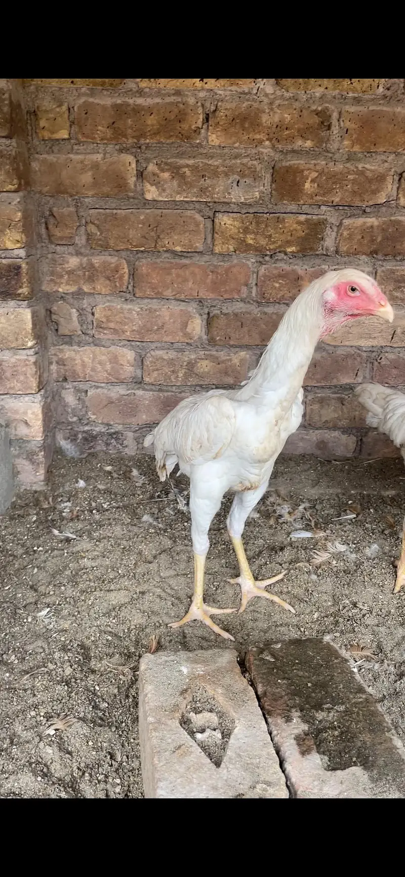 1 piece white shamoo look like female — photo 2