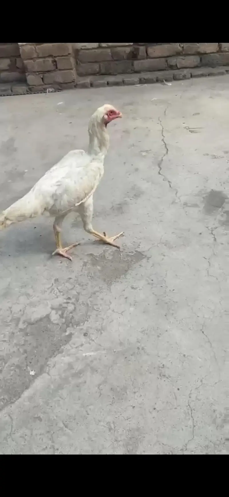 1 piece white shamoo look like female — photo 3