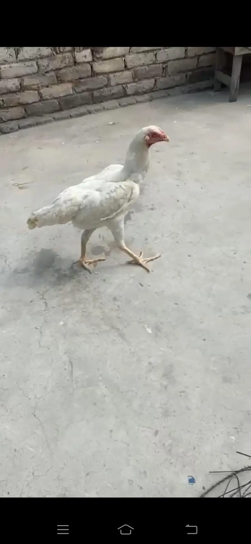 1 piece white shamoo look like female — photo 4