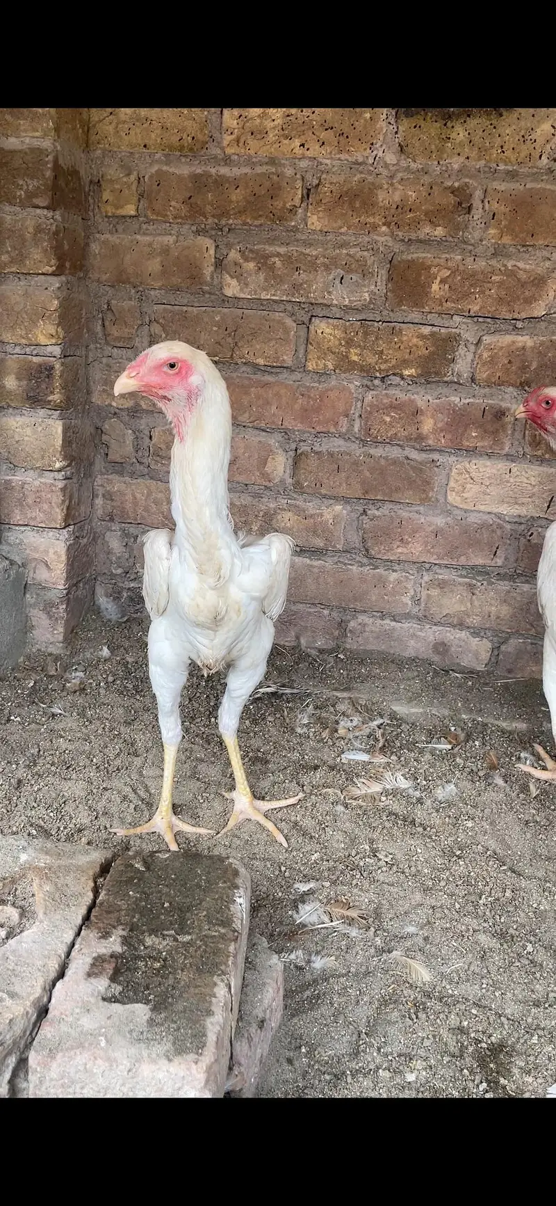 1 piece white shamoo look like female — photo 5