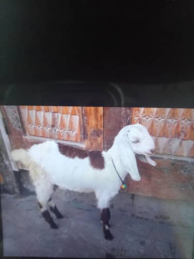 Bakra for sale