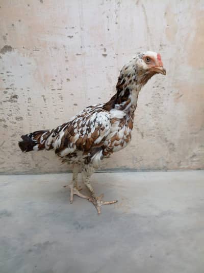 Aseel Hen