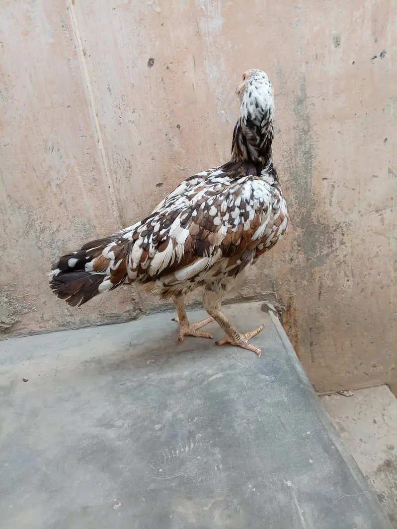 Aseel Hen — photo 4