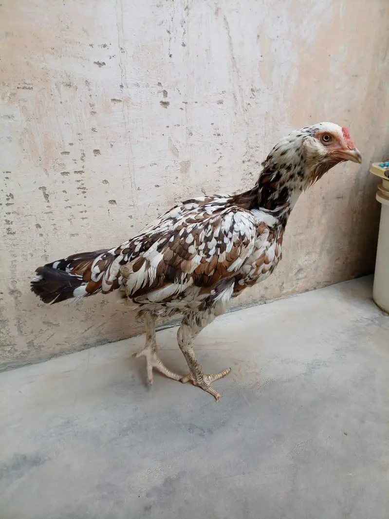 Aseel Hen — photo 5