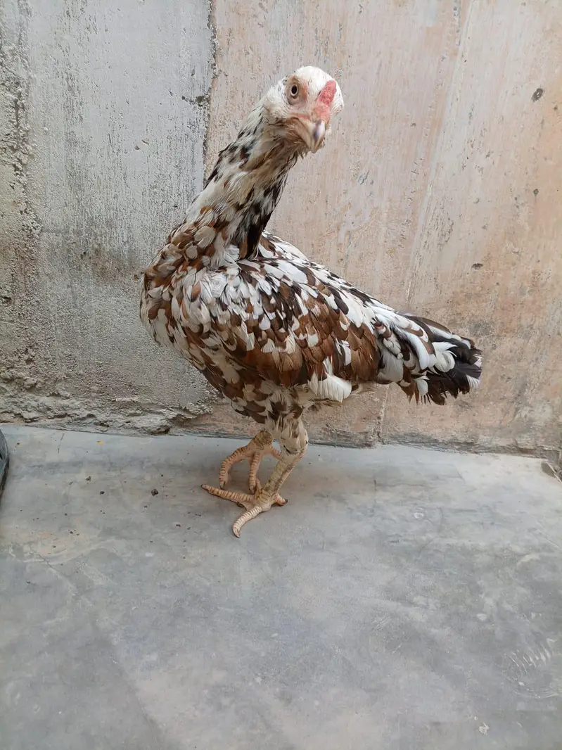 Aseel Hen — photo 6