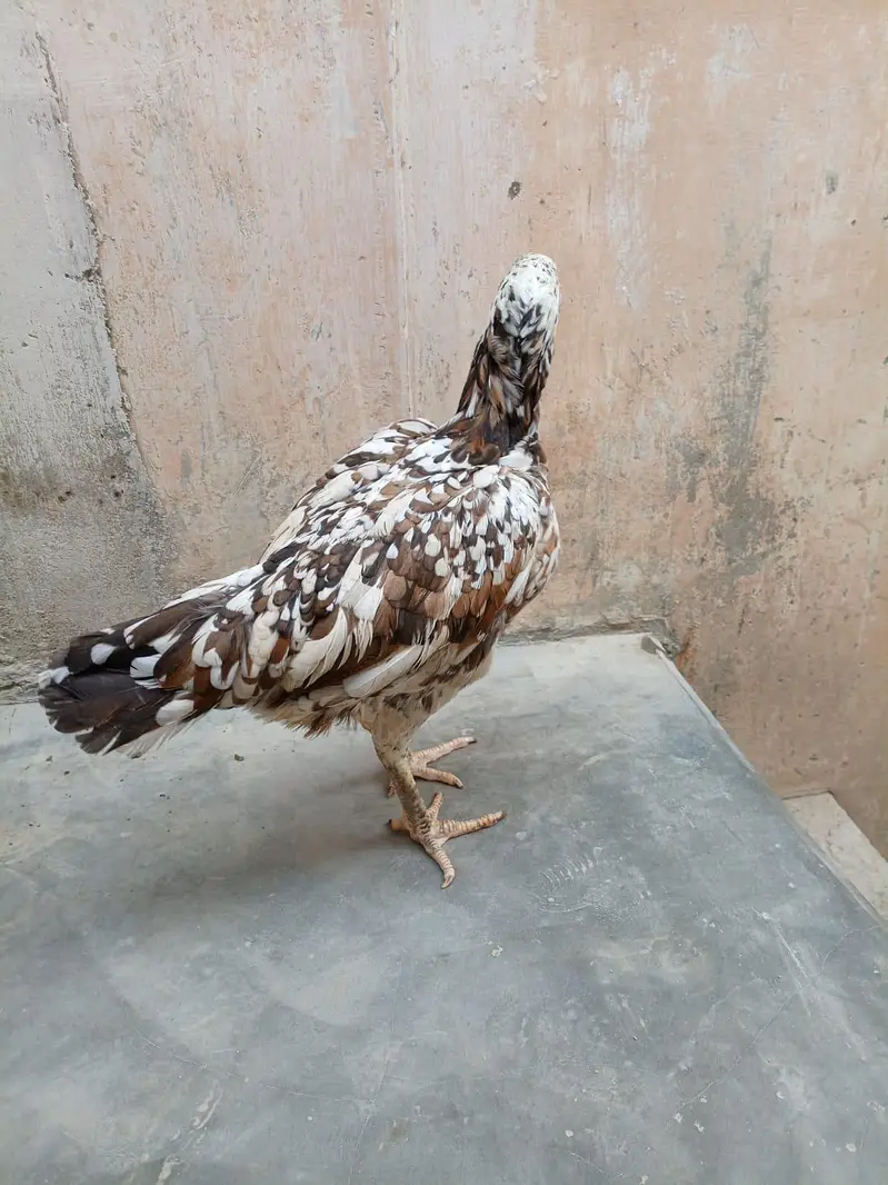 Aseel Hen — photo 7