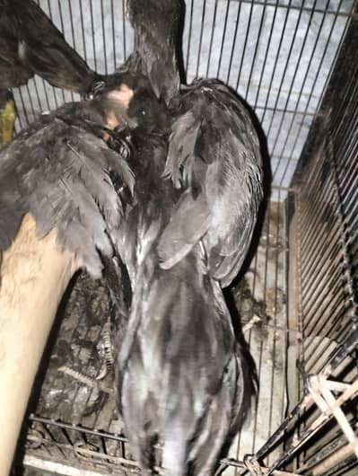 4 Aseel murghian for sale