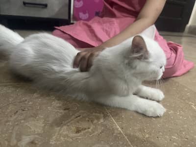2 persian cats .