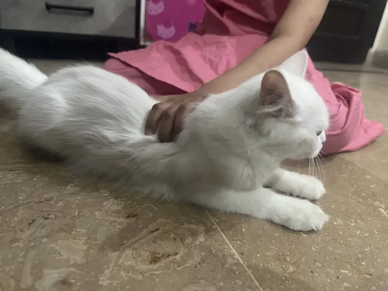 2 persian cats .