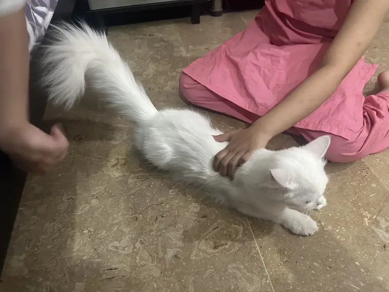 2 persian cats . — photo 2