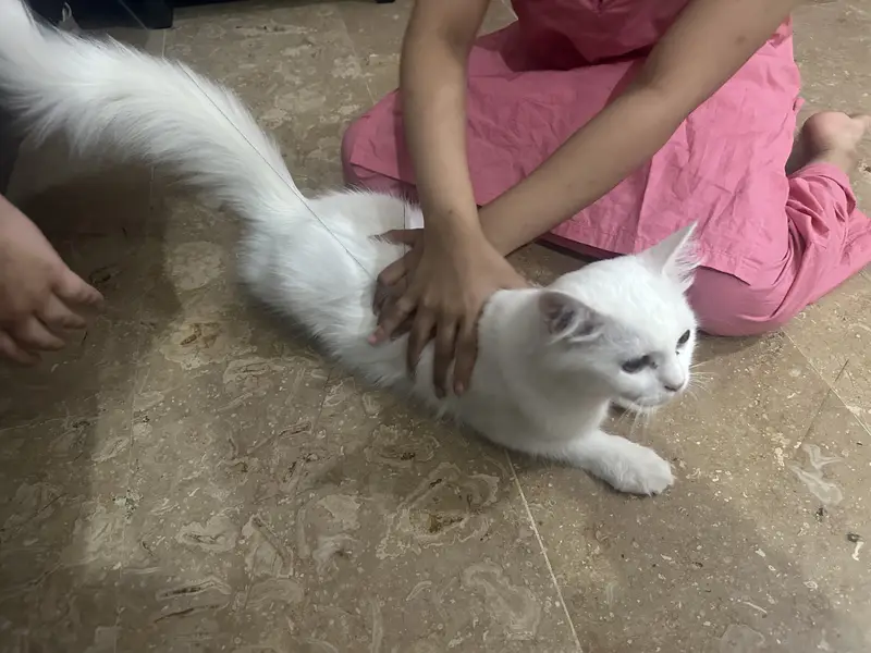 2 persian cats . — photo 3
