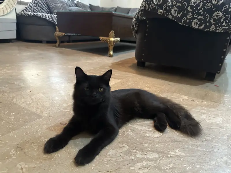2 persian cats . — photo 4