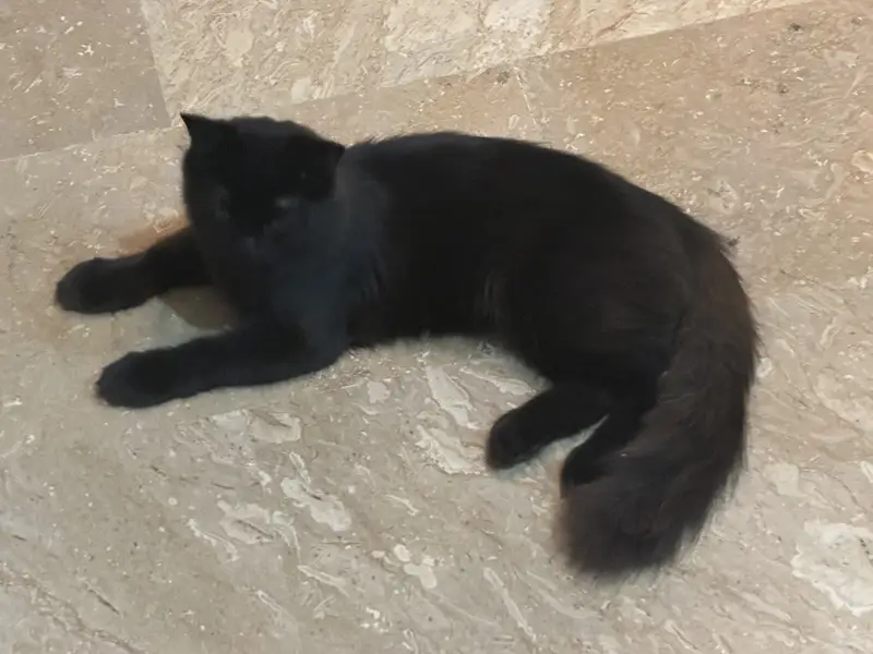 2 persian cats . — photo 5