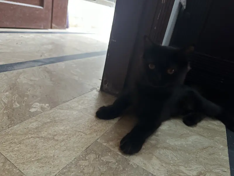 2 persian cats . — photo 6